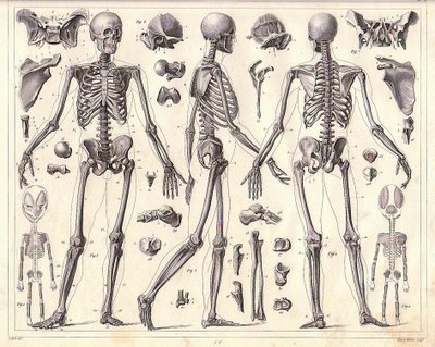 human-skeleton-johan-georg-heck